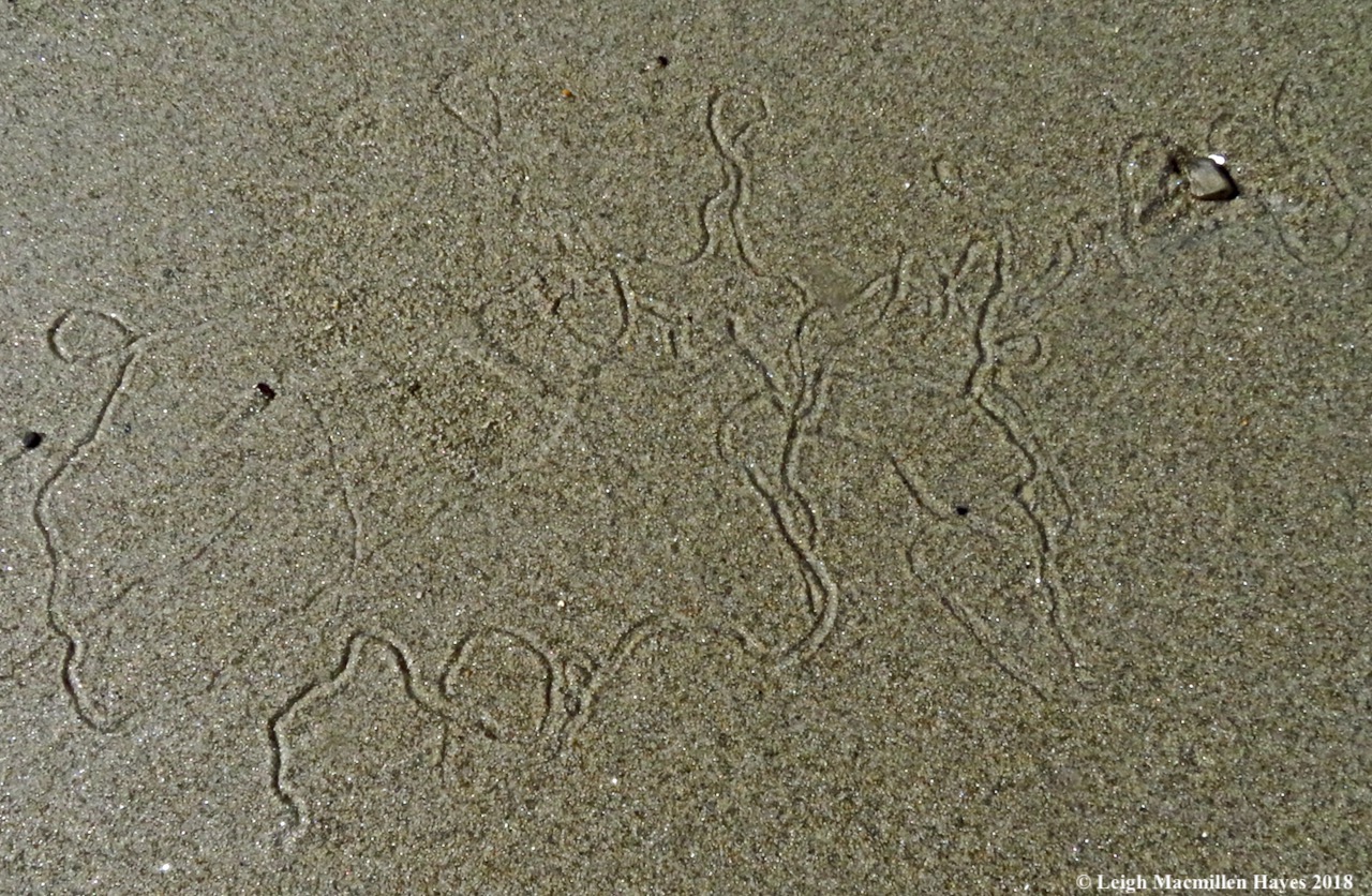 19-more squiggles in the sand