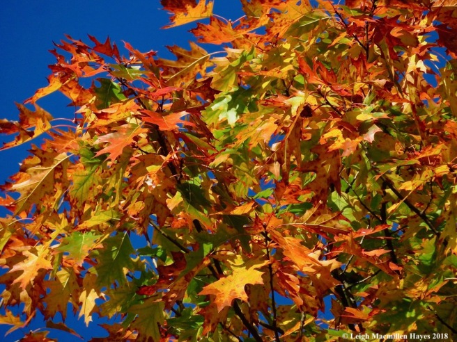 20-oak leaves