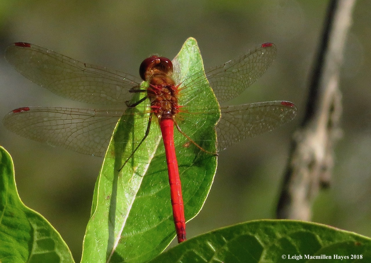 4b-autumn meadowhawk dragonfly
