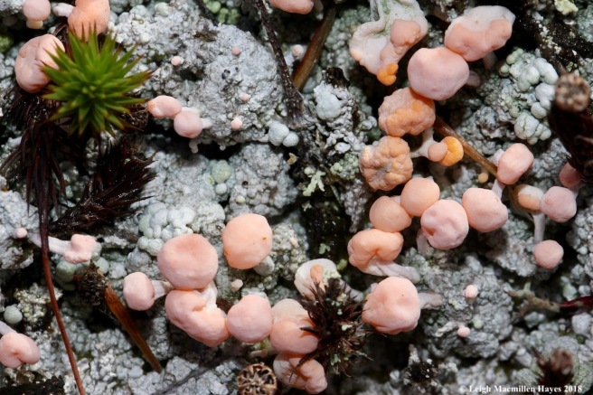 9-candy lichen