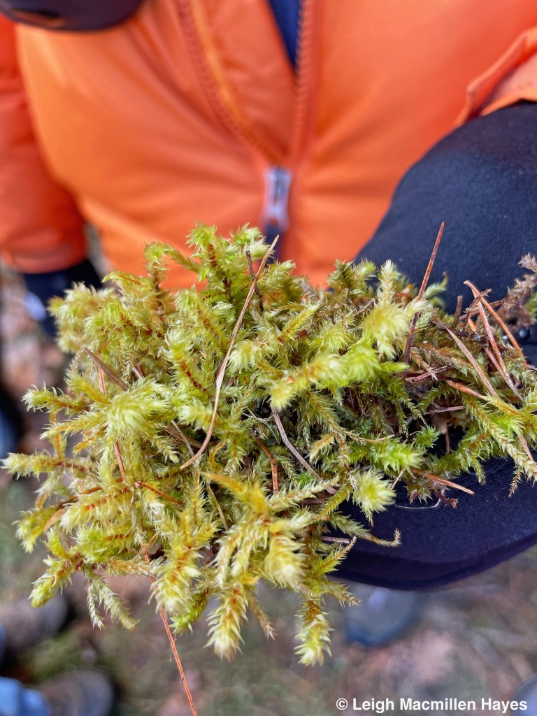 Sphagnum Moss – Hiker's Notebook